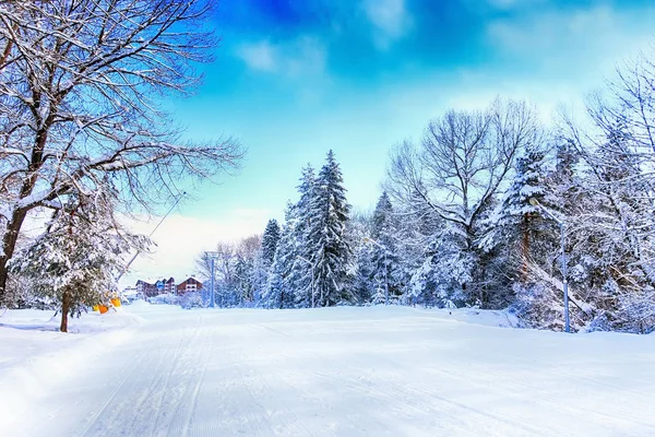 Pista de esquí de Bansko y árboles de nieve, Bulgaria —  Fotos de Stock