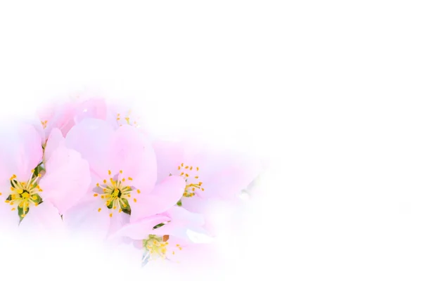 Apple větev květy, bílé pozadí — Stock fotografie