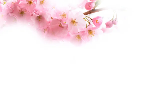 Pozadí s třešňový květ růžový, květy sakura — Stock fotografie