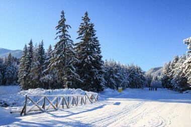 Bansko kayak yamacı ve kar ağaçları, Bulgaristan