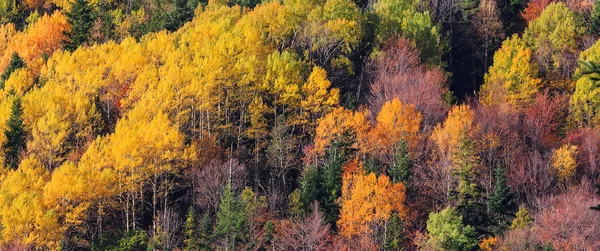Forêt de montagne en automne couleur arbres texture fond — Photo