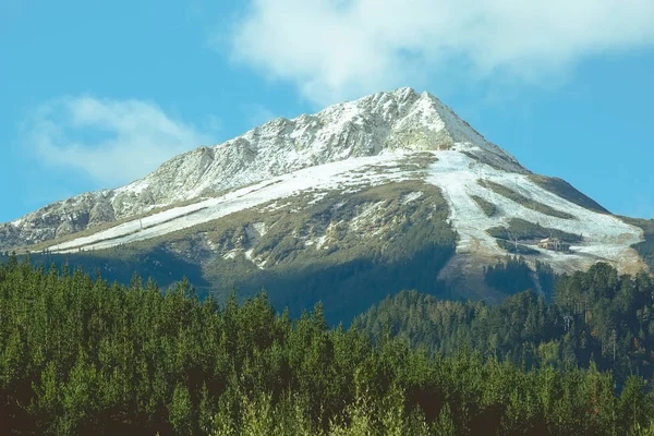 Tall träd och snö bergstoppar — Stockfoto