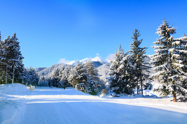 Bansko ski slope and snow trees, Bulgaria