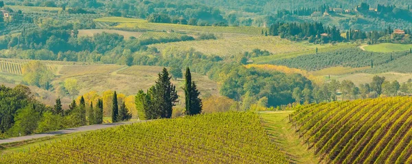 Landschap met wijngaarden, cipressen — Stockfoto