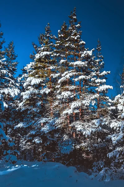 Zimní borovice sněhem — Stock fotografie