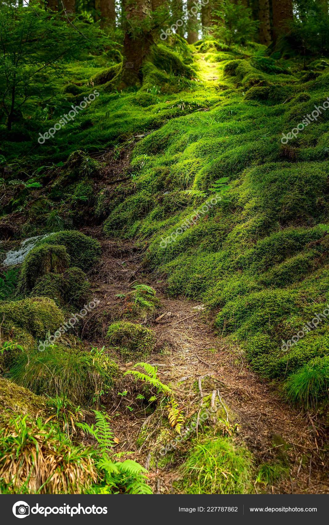 Norwegian Troll Mysterious Forest Pathway Stock Photo C Kisa Markiza Norwegian Troll Mysterious Forest Pathway Stock Photo C Kisa Markiza