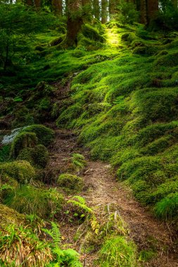 Norveç trol gizemli orman yolu