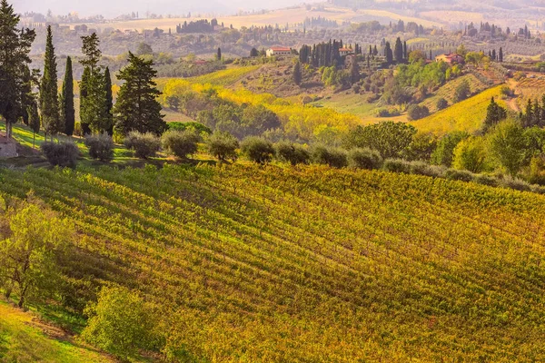 Paisaje toscano con viñedos, cipreses —  Fotos de Stock