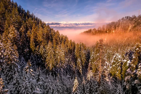 Красочный закат в лесу снежных гор — стоковое фото