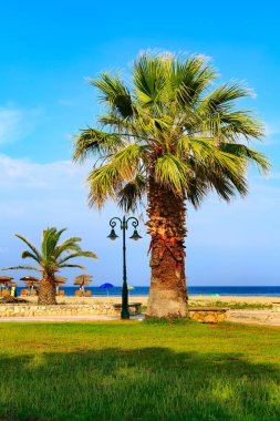 Palmiye ağacı, kumlu plaj, deniz