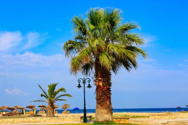 Palmiye ağacı, kumlu plaj, deniz