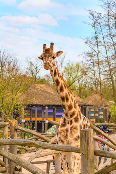 Carino testa giraffa con sguardo curioso — Foto Stock