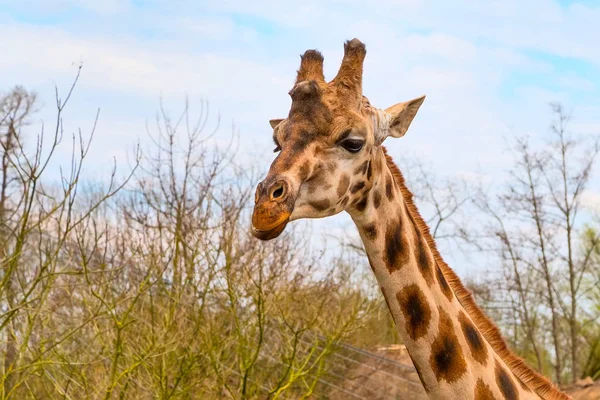 Carino testa giraffa con sguardo curioso — Foto Stock