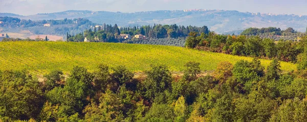 Landschap met wijngaarden, cipressen — Stockfoto