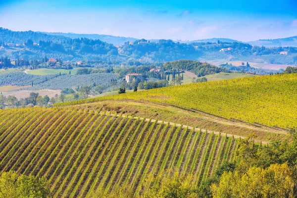 Paisagem tuscany com linhas de vinhas — Fotografia de Stock