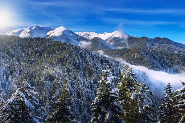 Зимние сосны и горные снежные вершины — стоковое фото