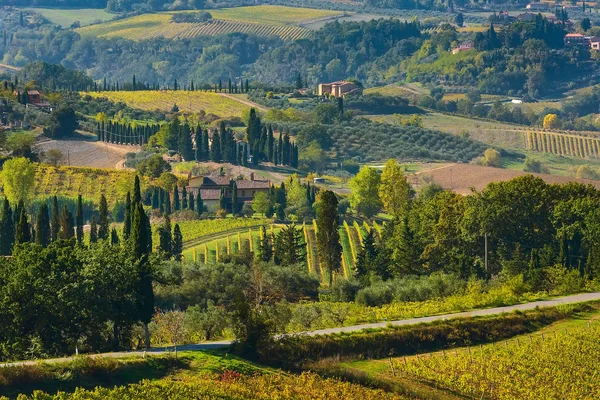 Landschap met wijngaarden rijen — Stockfoto