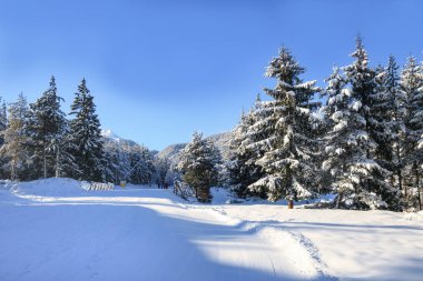 Bansko kayak yamacı ve kar ağaçları, Bulgaristan