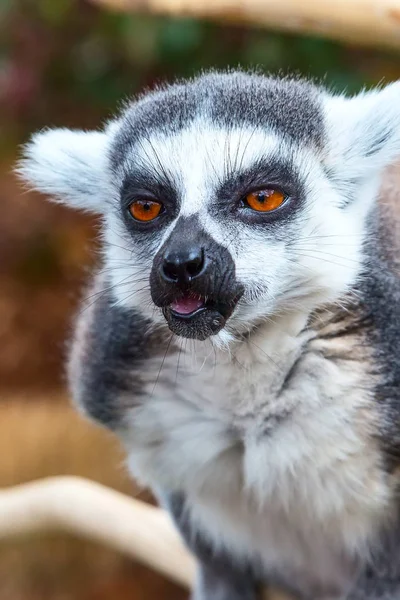 Bonito astúcia Lemur catta mostrando língua — Fotografia de Stock