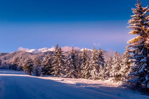Vinter tallar och berg snö toppar — Stockfoto