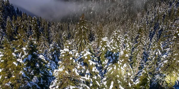 Tallar täckta av snö Flygfoto — Stockfoto