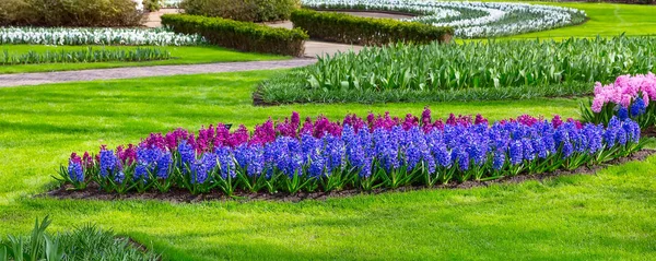 Blue, purple, lilic, pink hyacinth flowers blossom — Stock Photo, Image