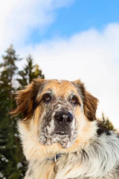 Hoofd van de hond en de blauwe hemel — Stockfoto