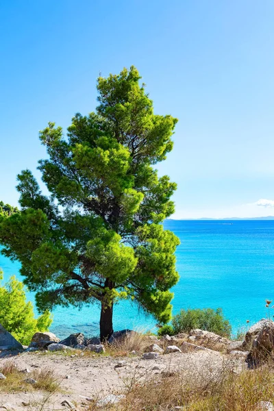 Summer Vacation Background Turquoise Sea Water Bay Pine Tree Greek — Stock Photo, Image