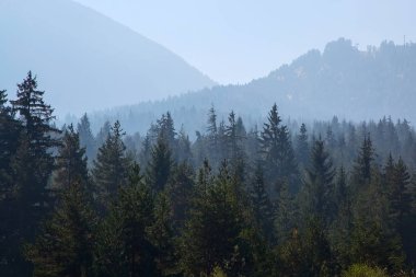 Çam ağaçları siyah şekillendirilmiş siluet fotoğraf