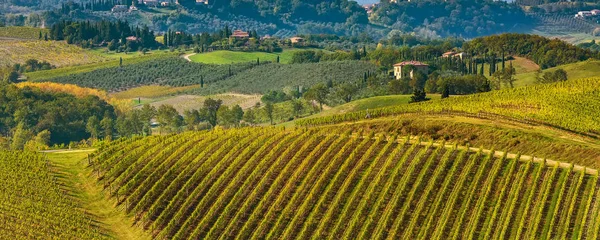 Tuscana peisaj cu podgorii rânduri — Fotografie, imagine de stoc