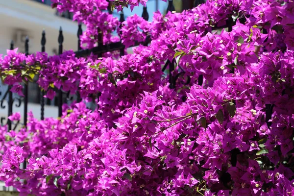 Lila Bougainvillea virág kerítés — Stock Fotó