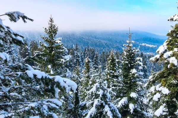 Tallar täckta av snö Flygfoto — Stockfoto