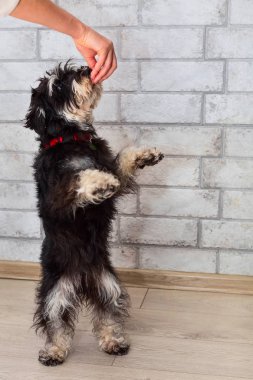 Arka ayakları üzerinde minyatür mini schnauzer duran