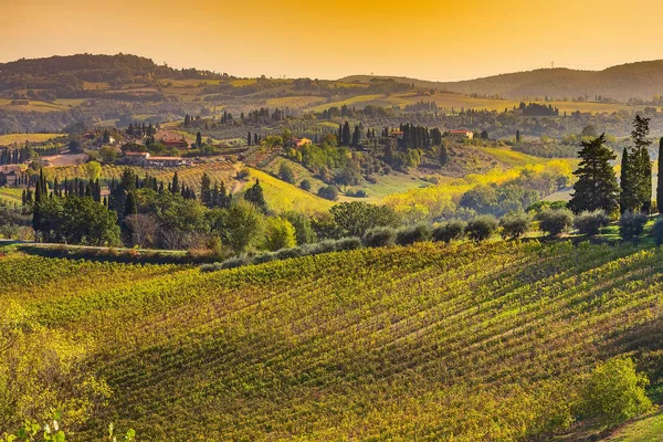 Toskánsko – krajina s vinicemi, Itálie — Stock fotografie