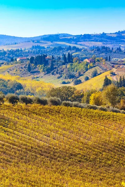 Paisagem tuscany com vinhas, Itália — Fotografia de Stock