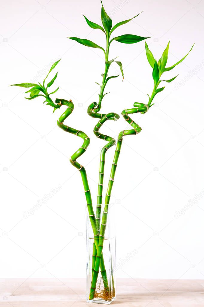 Ecology background with three bamboos in vase on the wooden table