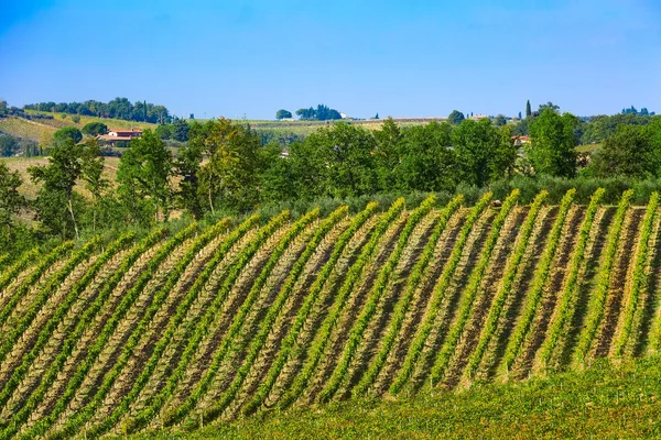 トスカーナの風景とブドウ畑の列 — ストック写真