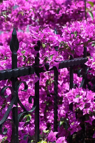 Bougainvillier violet fleur sur la clôture — Photo