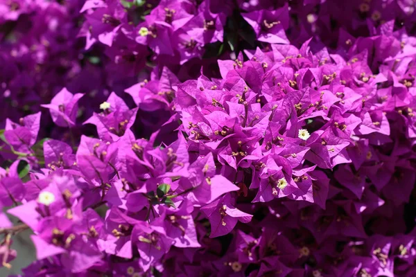 フェンスに紫色のブーゲンビリアの花 — ストック写真