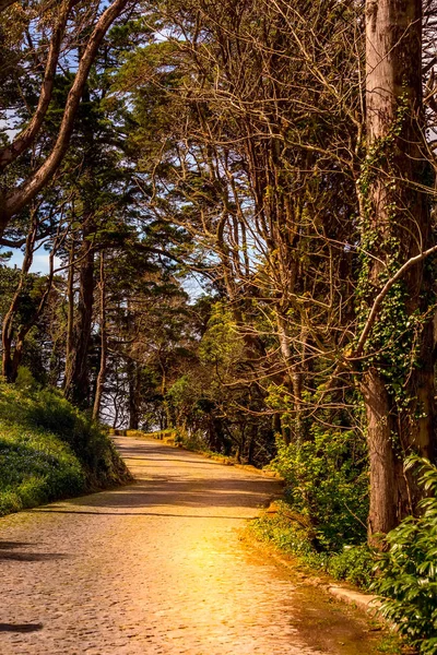 Route dans la forêt noire magique — Photo