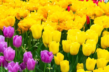 sarı ve mor lale çiçeği flowerbed