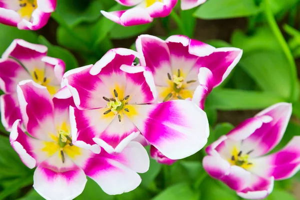 Vibrante colorido closeup branco com tulipas roxas férias fundo panorâmico — Fotografia de Stock