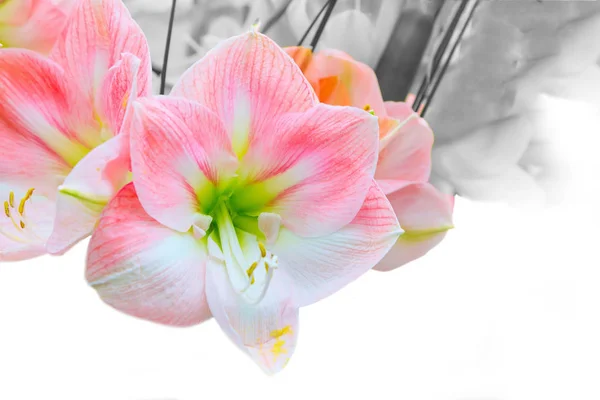 Güzel beyaz ve pembe lily çiçek — Stok fotoğraf