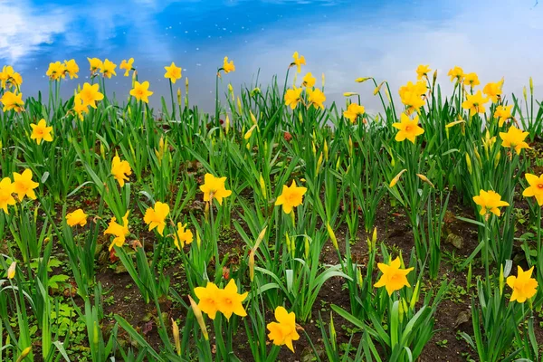 Gelbes Narzissenfeld, Himmelsreflexion im Wasser — Stockfoto