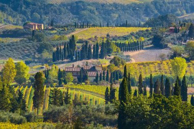 Toskana yatay, üzüm bağları satırları, İtalya