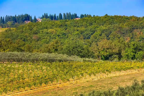 Paisaje toscano con hileras de viñedos, Italia —  Fotos de Stock
