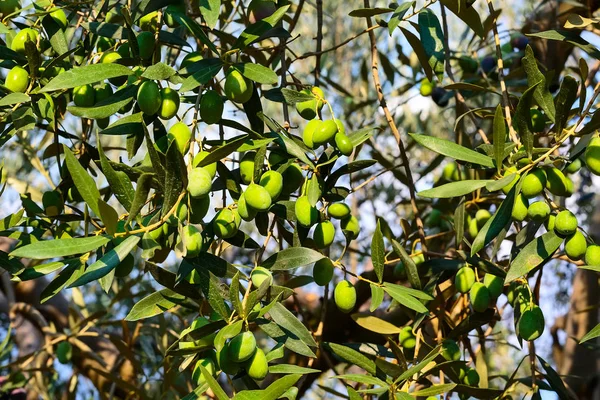 Olajfa, közeli. — Stock Fotó