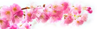 Güzel pembe kiraz çiçeği şube, Sakura çiçek beyaz