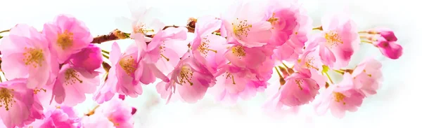 Beautiful pink cherry blossom branch, Sakura flowers on white — Stock Photo, Image