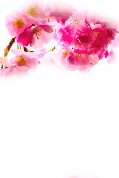 Achtergrond met roze kersenbloesem, sakura bloemen — Stockfoto